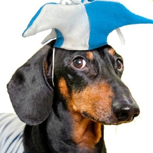 Imagen 6 de 6 de Camiseta De Argentina Perro Futbol Mundial K9 Talles Grandes