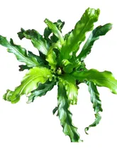 Comprar Helecho Asplenium Nidus Crissie Maceta 12 - Pteris Cyrtonium