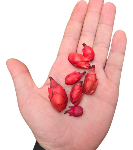 Favas De Pomba Gira Semente Umbanda Candomble - 3 Unidades