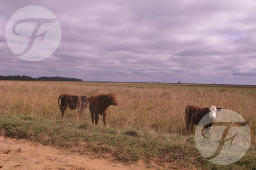 Campo Mixto En Venta - 2.270 Ha En Corrientes Con Gran Potencial Productivo