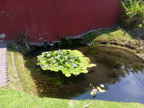 Imagen 9 de 21 de Vendo Hermosa Casa Con Arroyo Natural De Agua Cuautla Mor