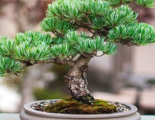 15 Semillas Exótico Árbol Cedro Japonés Cryptomeria Japonica