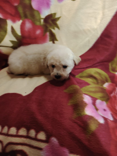 Caniche Mini Toy Hembra