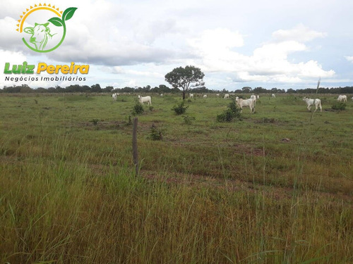 Imagem 12 de 15 de Fazenda À Venda Em Divinópolis - T0 - 1.287,44 Hec (dupla Aptidão) - 1767