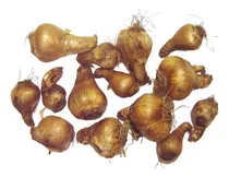 Comprar Bulbo De Narcisos Trompetas X12 Promo Bulbos -varios Colores
