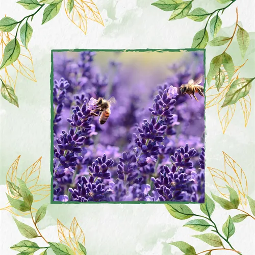 comprar 50 Semillas Flor Lavanda + Obsequio Germinación