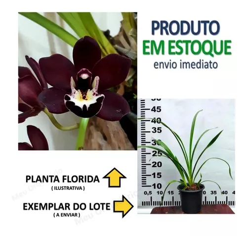 Orquídea Negra Cymbidium Kiwi Midnight Muda Linda