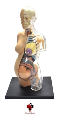 Anatomia Do Torso Gravidez - Grávida Corpo Humano
