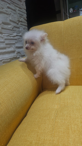 Pomerania Mini Machitos Muñecos Entrega Inmediata Vacunados