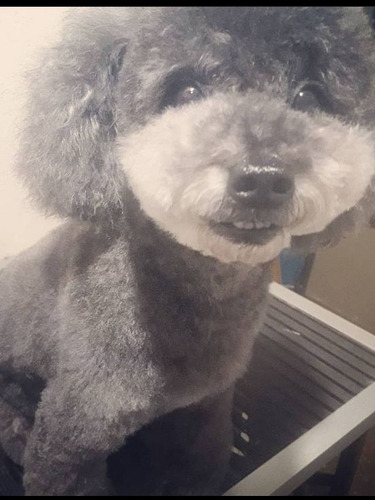 Imagen 4 de 5 de Peluquería Canina Desde 1500. Retiro Y Entrega A Domicilio.