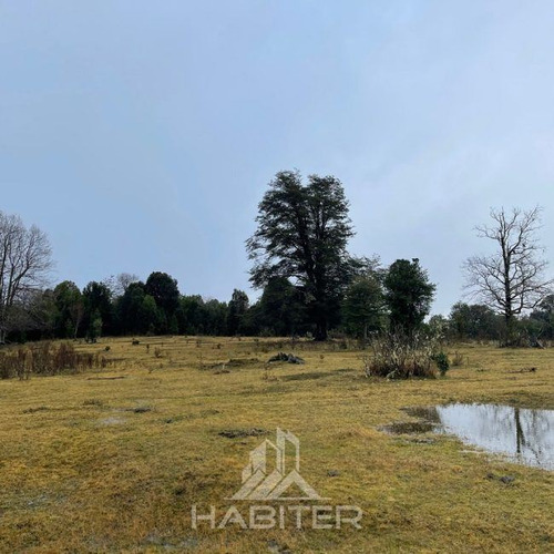 Campo De Bosque Nativo. Cercano A Parque Alerce Costero
