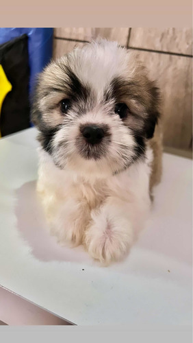 Lhasa Apso Filhotes