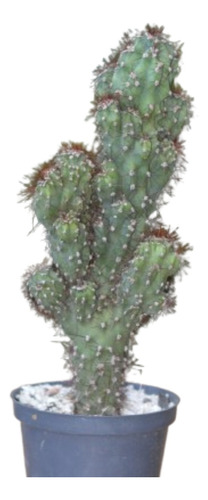 Planta Cereus Peruvianus Chico O Cactus Monstruoso
