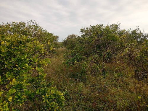 Venta De Terreno En Quintana Roo