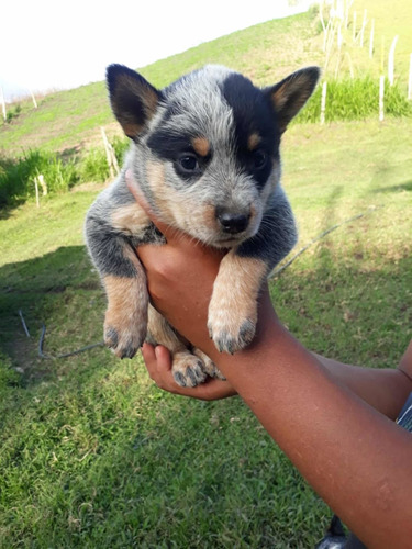 Cachorro Pastor Ganadero Australiano