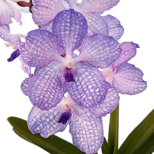 Orquídea Vanda Coerulea Nepal Planta Adulta