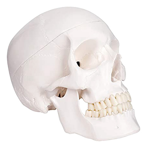 Modelo De Cráneo Humano, Modelo Anatómico De Tamaño Natural