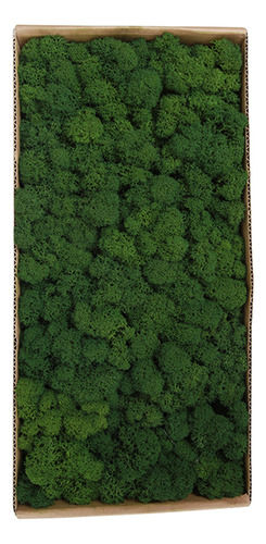 A Decoración De Musgo Preservado Widget Moss Real Wall Home