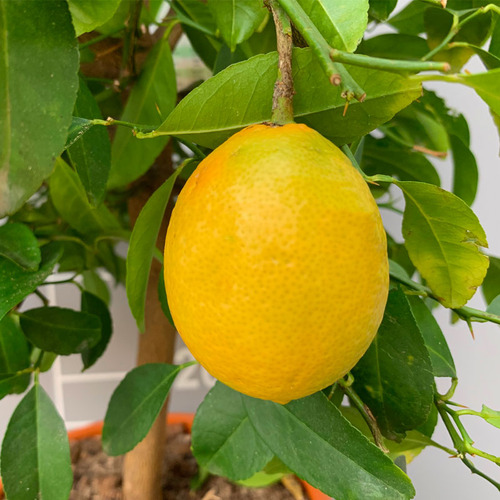 50 Semillas De Limon Real
