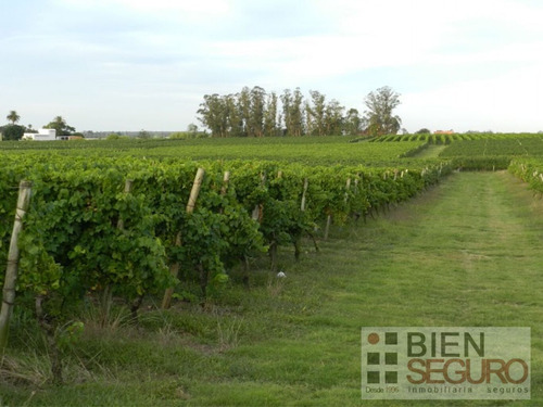 Chacra De 11 Hás, Con Bodega Y Viñedos, En Venta Próximo A Toledo
