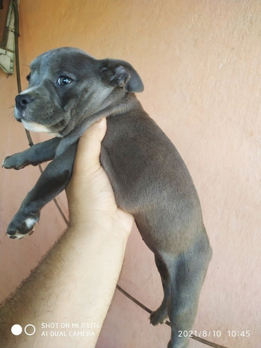 Imagem 2 de 5 de American Bully Pocket