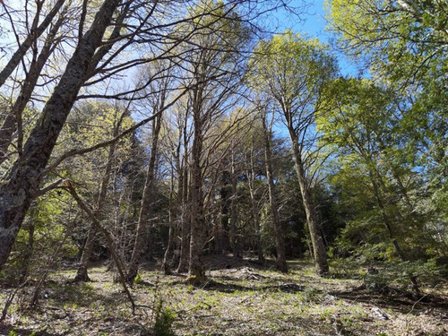 Terreno 5.000 M2 En Condominio La Helvetia, Malalcahuello