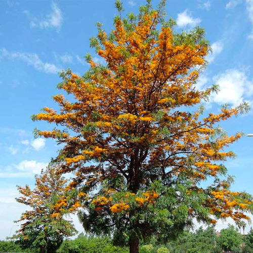 Semillas De Árbol Del Fuego O Roble Australiano X 20 Unid.