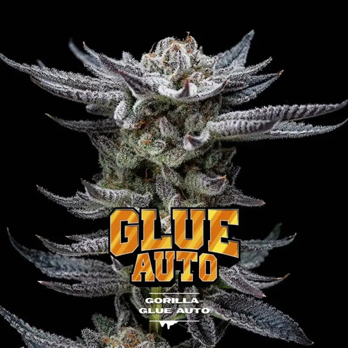 Gorilla Glue Auto X 4 Semillas Colección Bsf