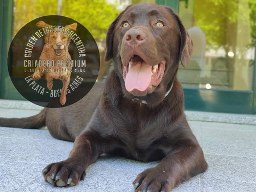 Cachorros Labrador Criadero Premium Rural En La Plata