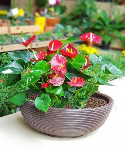 1 Bacia + Prato Planta Rosa Flor Plastico Artificial 50x18 | Parcelamento  sem juros