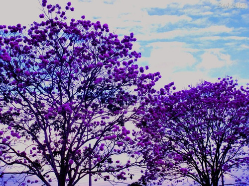 Ipê Roxo 100 Gr Erva Seca Para Chá