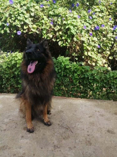 Imagen 4 de 10 de Hermosos Cachorros Pastor Aleman