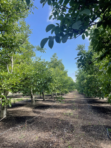 Se Vendevendo Parcela En El Melón, Con Plantación De Nogal