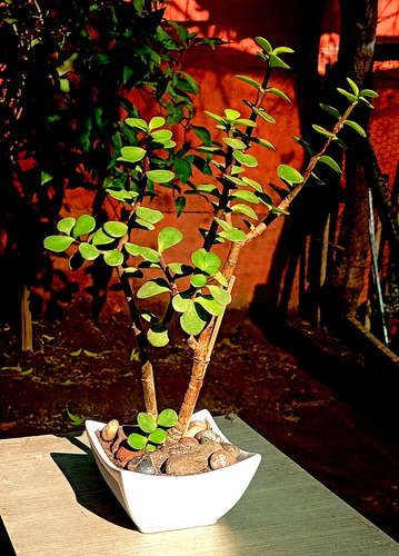 Maceta Ceramica Bonsai Suculenta Portucalaria