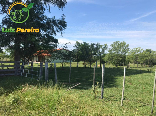 Imagem 6 de 15 de Fazenda À Venda Em Corguinho - Ms - 1.063 Hectares (dupla Aptidão) - 1941