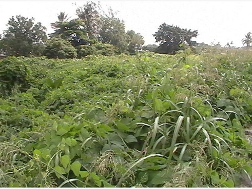 Imagen 2 de 10 de Terreno En Venta Infonavit Tenechaco