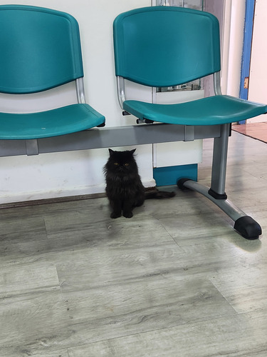 Ultima Gatita Hembra Persa Benkatsen Cattery