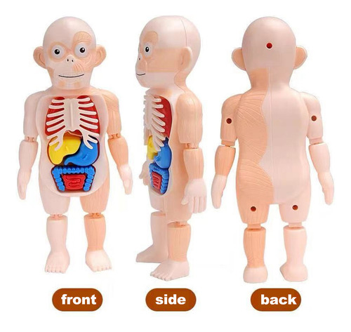 Modelo De Cuerpo Humano En V: Juguete De Ensamblaje De Órgan