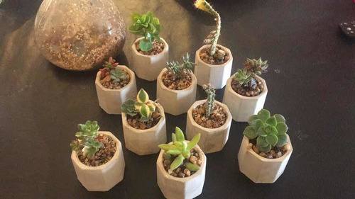 10 Suculentas - Cactus En Mini Macetas De Cemento
