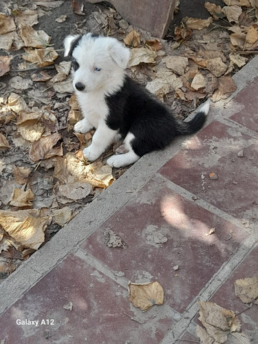 Cachorros Border Collies Negro Y Blanco