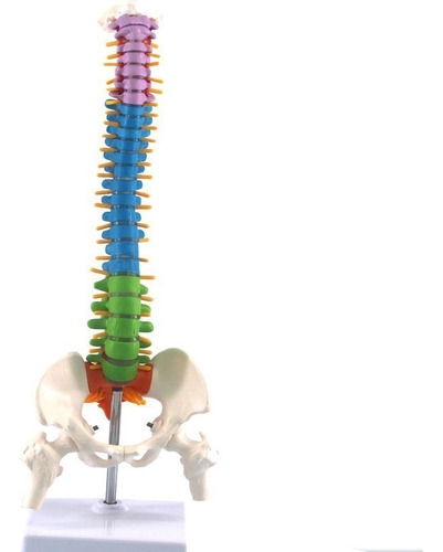 Modelo De Anatomía De La Columna Vertebral Humana