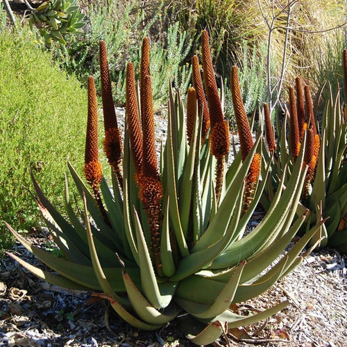 100 Semillas De Aloe Cola De Gato (aloe Castanea)