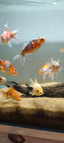 Goldfish Cálicos Carassius Peces Agua Fria Surtidos 5cm