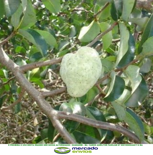 15 Sementes Araticum Articum Da Caatinga Annona Exótico