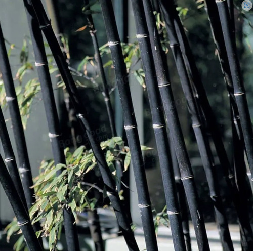 600 Semillas De Bambu Negro