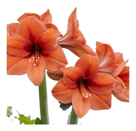 Bulbos De Flores | Amarílis - Amaryllis Laranja Vermelhado | Parcelamento  sem juros