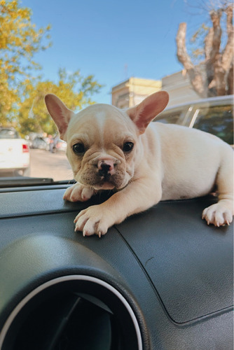 Cachorros Bulldog Francés