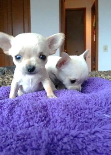 Cachorros Chihuahua Minitoy En 480