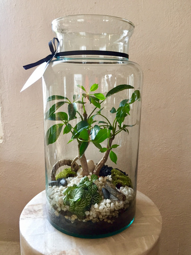 Bonsai En Capelo, Terrario Con Bonsai Junípero O Aralia