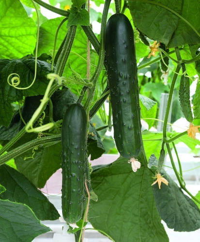 Semillas Pepino X Sobre Huera En Casa